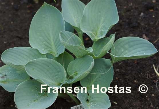 Hosta Jet Black