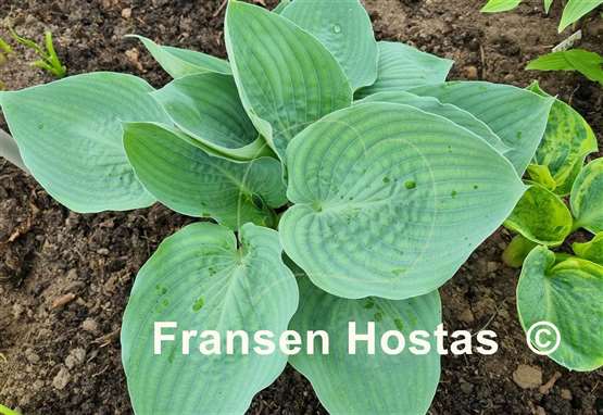 Hosta Jet Black