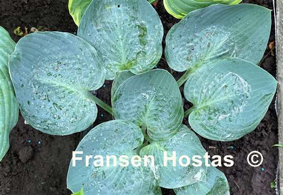 Hosta Jet Black