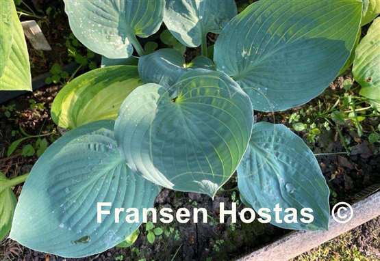 Hosta Jet Black