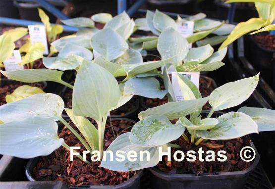 Hosta Jet Black