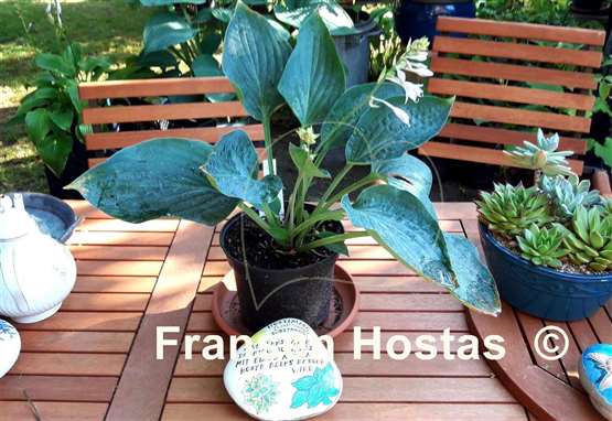Hosta Jetstream