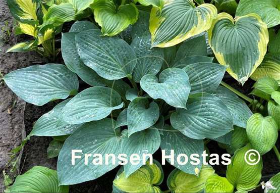 Hosta Jetstream