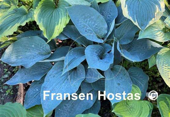 Hosta Jetstream
