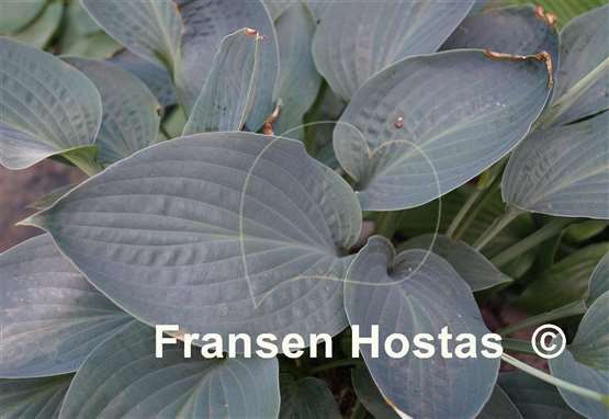 Hosta Jetstream