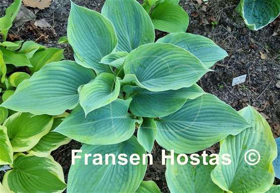 Hosta Jewel of the Nile