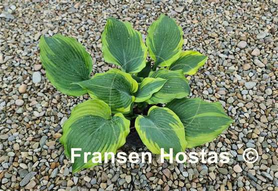 Hosta Jewel of the Nile