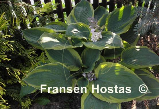 Hosta Jewel of the Nile