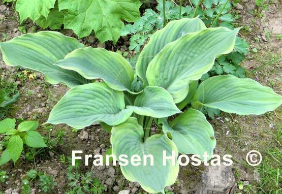 Hosta Jewel of the Nile