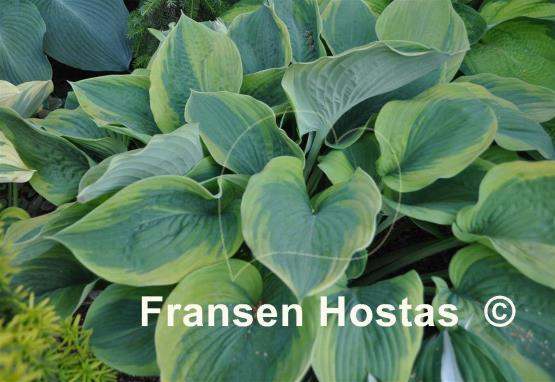 Hosta Jewel of the Nile