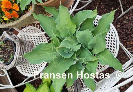 Hosta Jigs Up