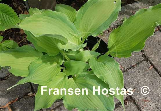 Hosta Jigs Up