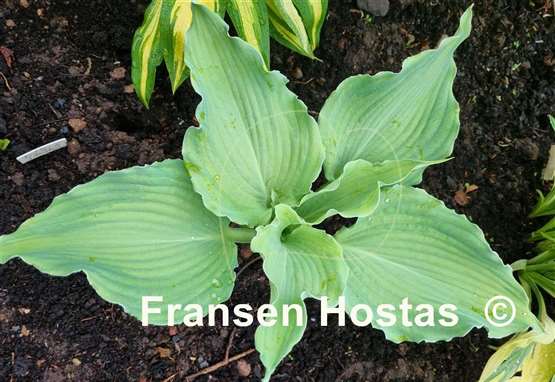 Hosta Jigs Up