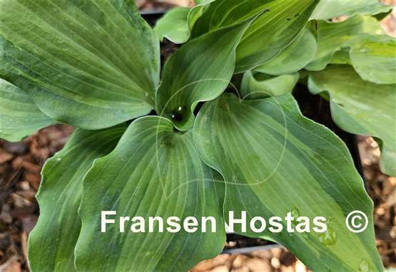 Hosta Jigs Up