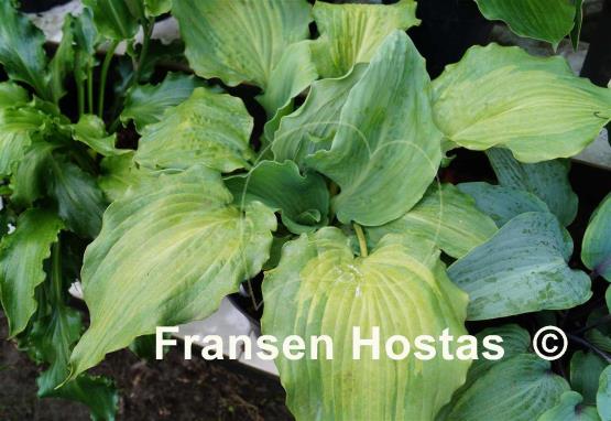 Hosta Jigs Up