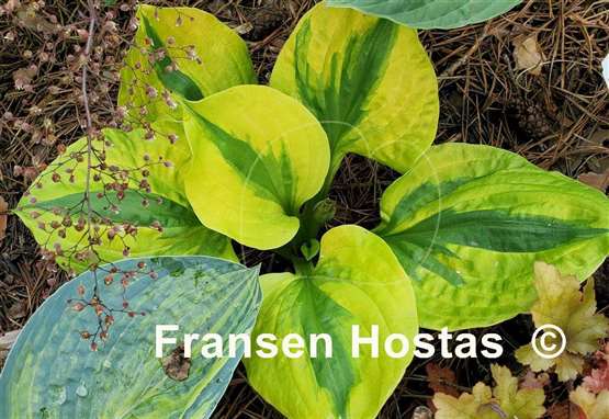 Hosta Jilted Lover