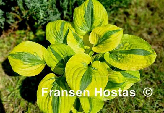 Hosta Jilted Lover
