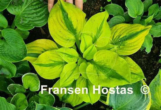 Hosta Jilted Lover