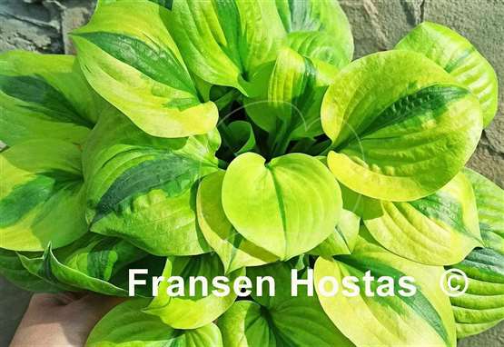 Hosta Jilted Lover