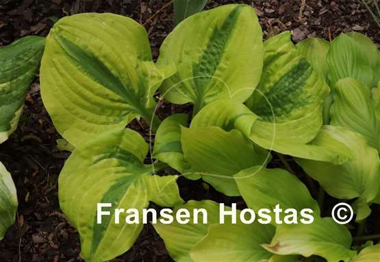 Hosta Jilted Lover