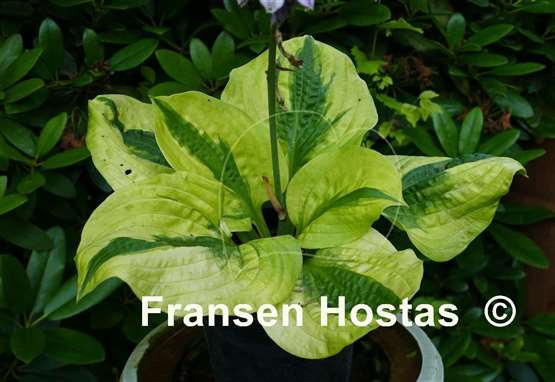 Hosta Jilted Lover