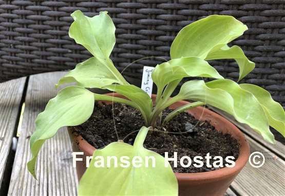 Hosta Jiminy Cricket