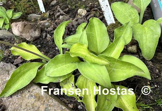 Hosta Jiminy Cricket