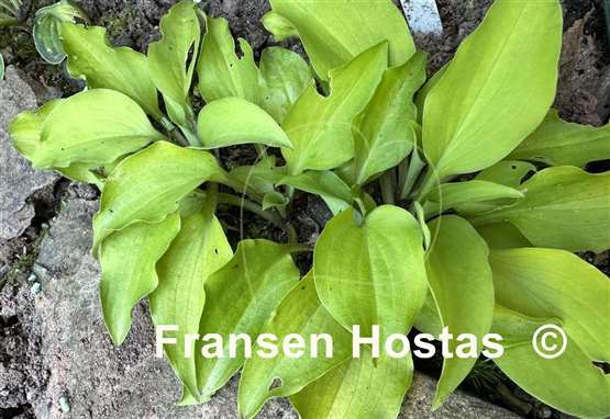 Hosta Jiminy Cricket