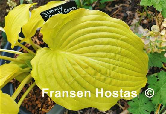 Hosta Jimmy Crack Corn