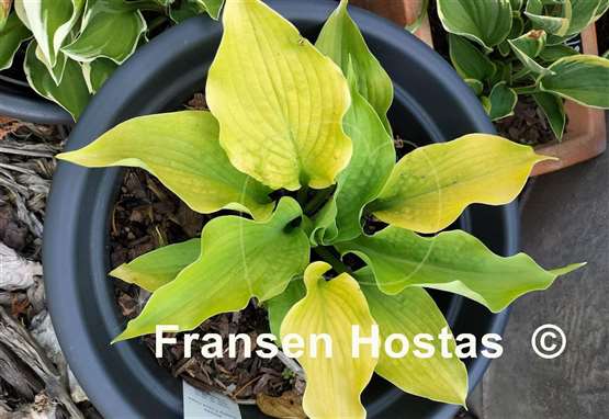 Hosta Jimmy Crack Corn