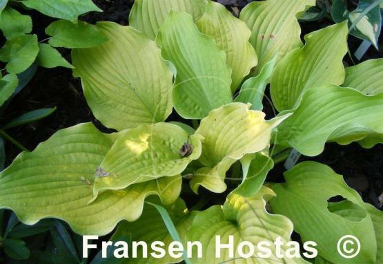 Hosta Jimmy Crack Corn
