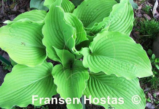 Hosta Jimmy Crack Corn
