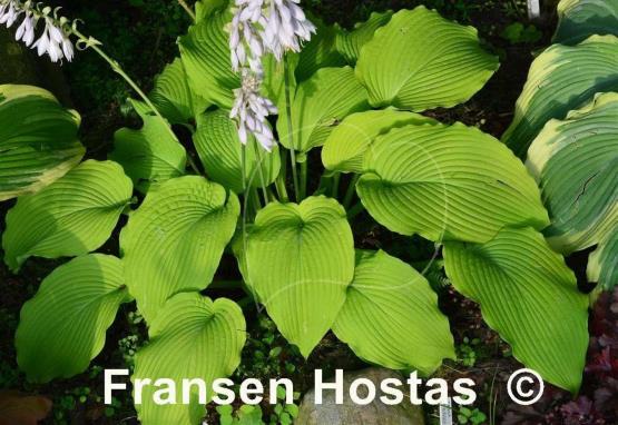Hosta Jimmy Crack Corn