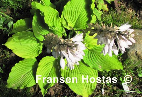 Hosta Jimmy Crack Corn