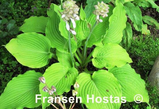 Hosta Jimmy Crack Corn