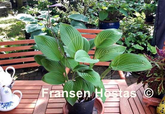 Hosta John Wargo