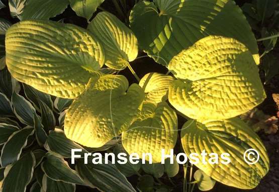 Hosta Johnny Angel