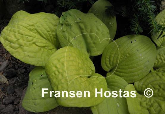 Hosta Johnny Angel