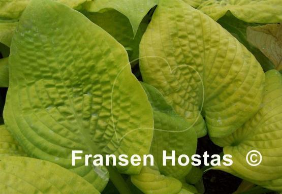 Hosta Johnny Angel