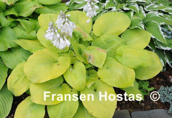 Hosta Johnny Angel