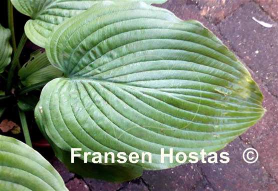 Hosta Jolly Green Giant