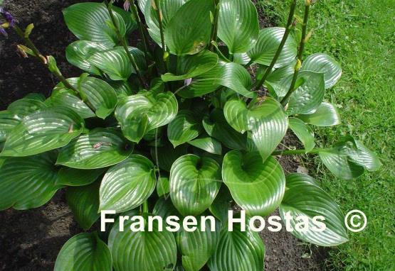 Hosta Joseph