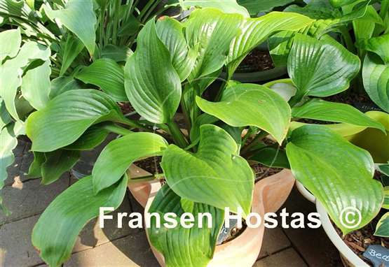Hosta Joseph
