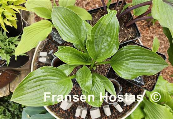 Hosta Joseph