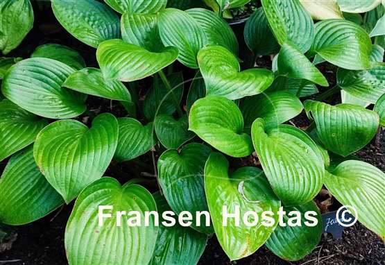 Hosta Joseph