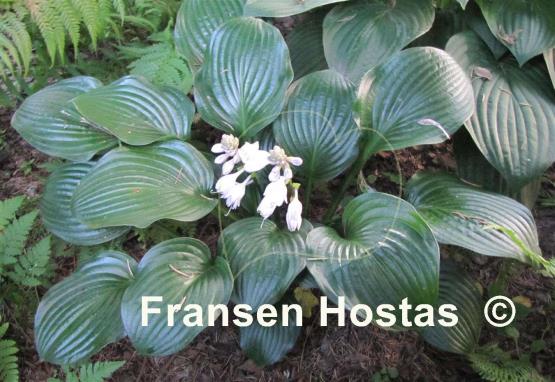 Hosta Joseph