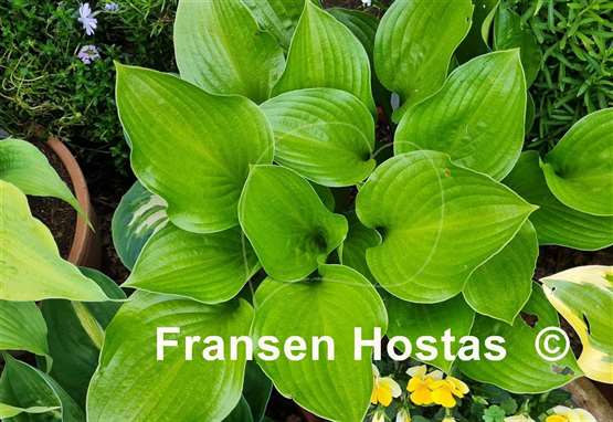 Hosta Joseph