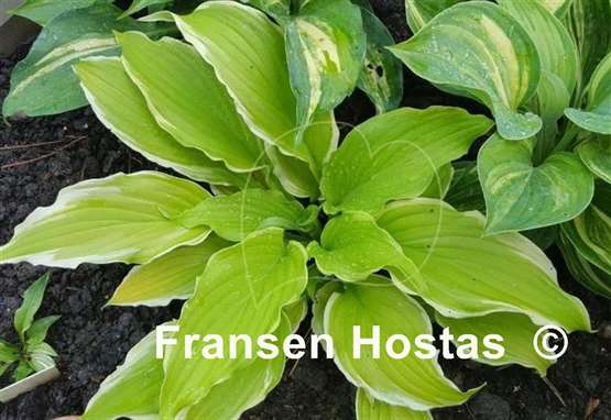 Hosta Joshua's Banner