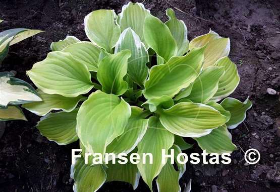 Hosta Joshua's Banner