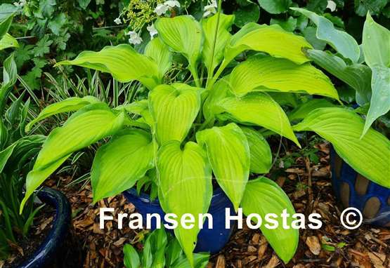Hosta Journey's End